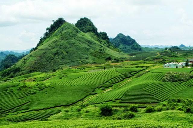 Image result for LA BANG TEA plantation
